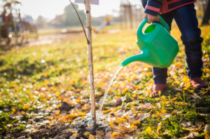 autumn-tree-maintenance-essential-tasks-for-a-healthy-yard-5