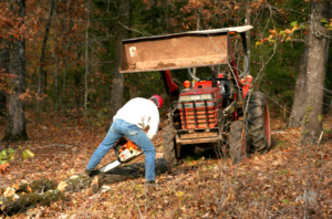 autumn-tree-maintenance-essential-tasks-for-a-healthy-yard-6