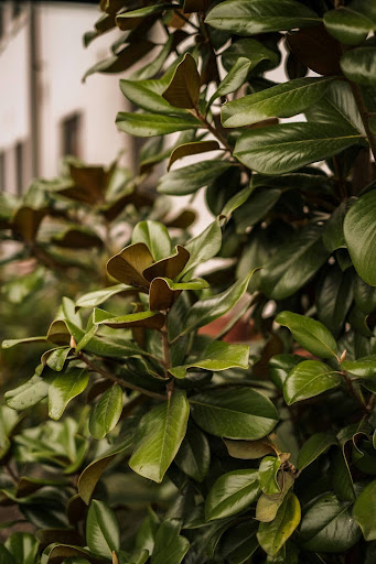 Magnolia tree with large green leaves and white blossoms, ideal for sustainable tree care in Southlake.