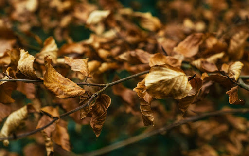 Tree branch with dead leaves, highlighting the need for emergency tree removal in Fort Worth due to potential hazards.