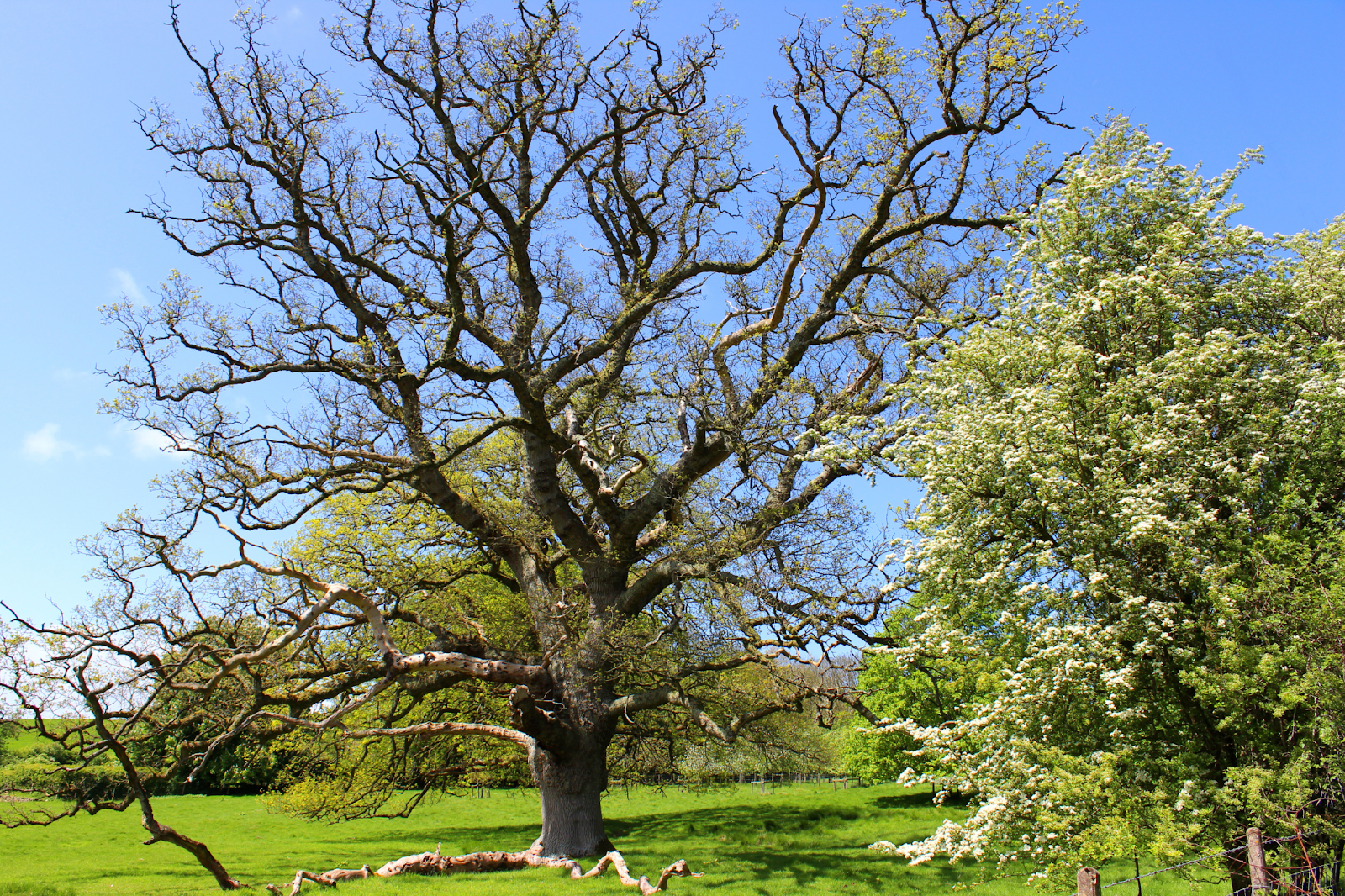 how-to-tell-if-a-tree-is-dying-simple-tips-for-early-detection-1