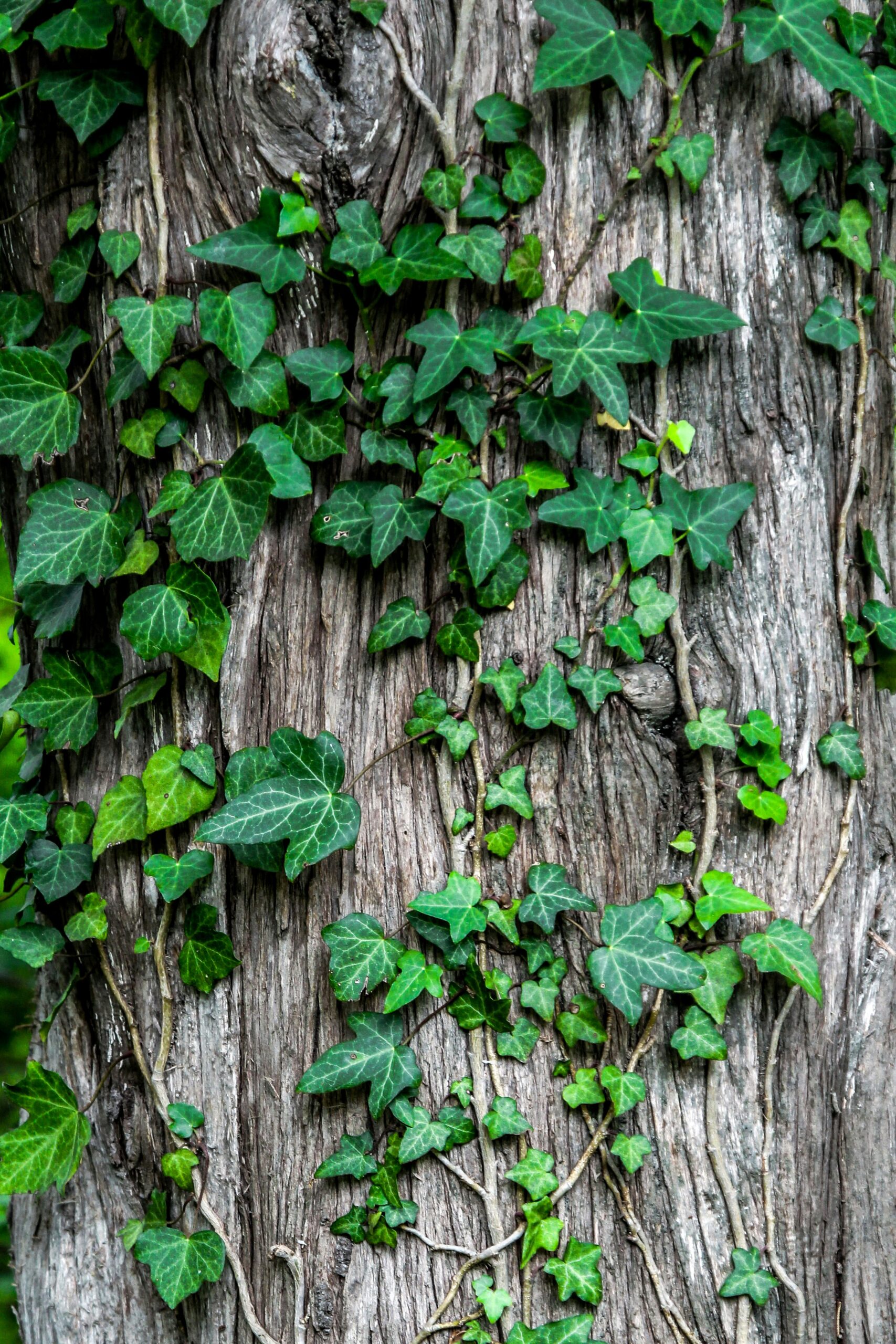 Tree in Dallas covered with ivy, highlighting the importance of tree health assessments to address invasive growth and maintain tree health.