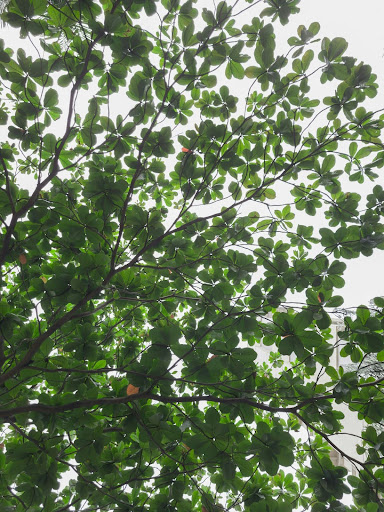 A typical tree in Arlington, TX, representing the local tree species and landscape.