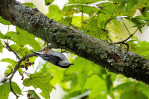 A small bird hanging upside down from a mossy tree branch amidst bright green leaves, symbolizing the significance of tree preservation efforts in Arlington to protect local wildlife and natural habitats.
