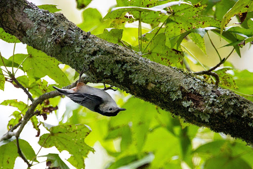 A small bird hanging upside down from a mossy tree branch amidst bright green leaves, symbolizing the significance of tree preservation efforts in Arlington to protect local wildlife and natural habitats.