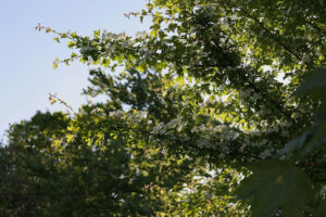 An arborist in protective gear spraying a tree in a residential yard, highlighting expert arborist services in Grapevine for maintaining tree health and safety.
