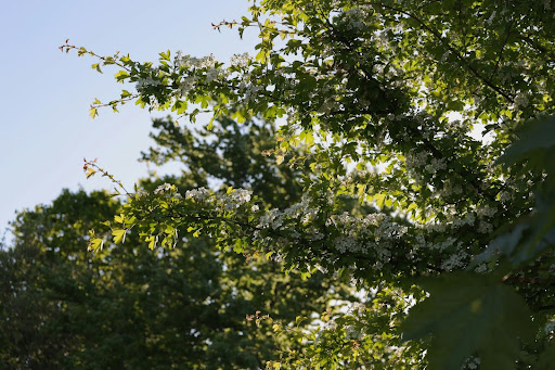 An arborist in protective gear spraying a tree in a residential yard, highlighting expert arborist services in Grapevine for maintaining tree health and safety.