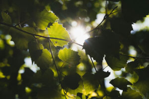 Sunlight shining through healthy green leaves, symbolizing the importance of proper tree care and maintenance for a thriving landscape in Flower Mound.
