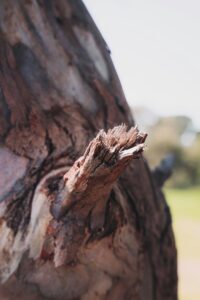 Tree with a broken branch in Grapevine, highlighting the need for emergency tree removal to ensure safety and property protection.
