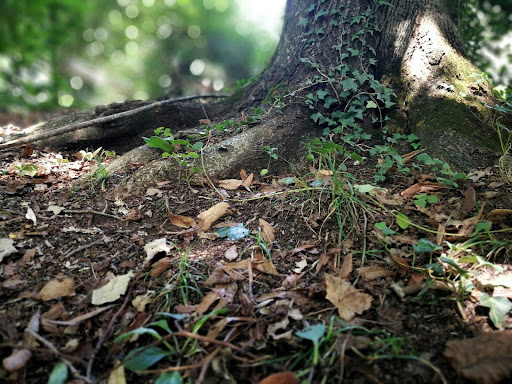 Tree roots in Dallas being examined during a tree health assessment for stability, moisture levels, and disease detection.