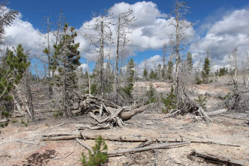 a field of dead and dry trees