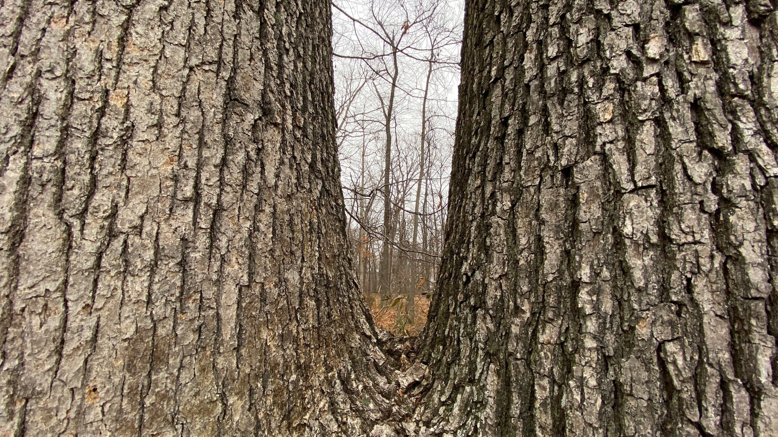 TreeNewal emergency tree services flower mound