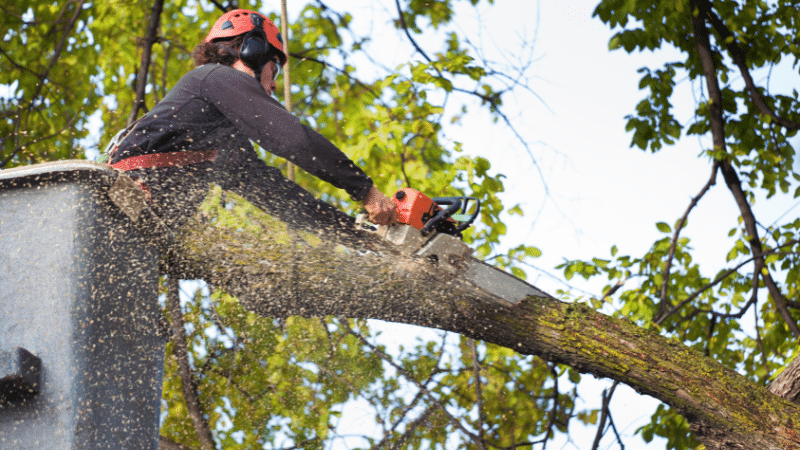 arborist cutting a branch in tall tree