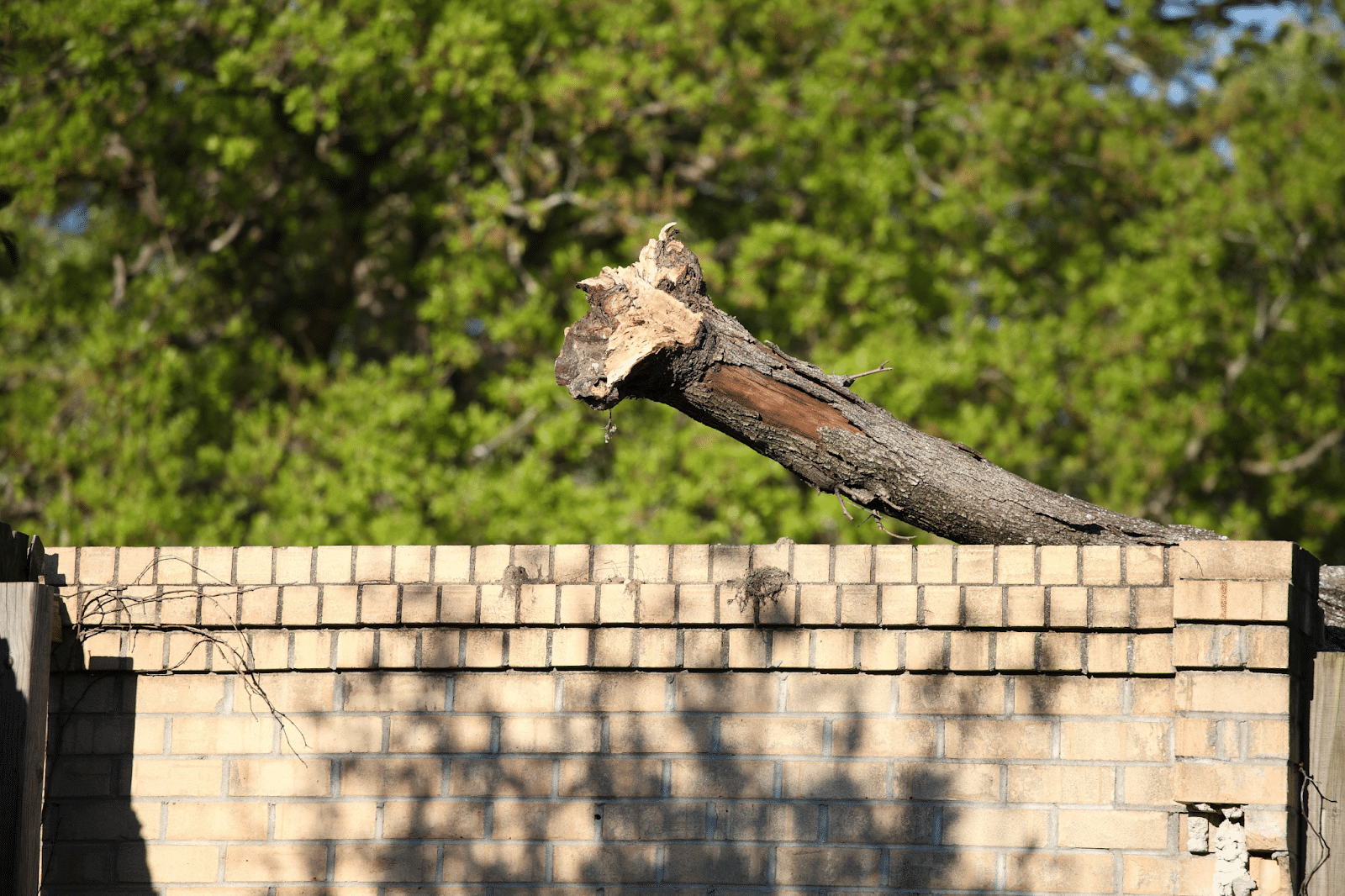 broken tree branch landing on wall