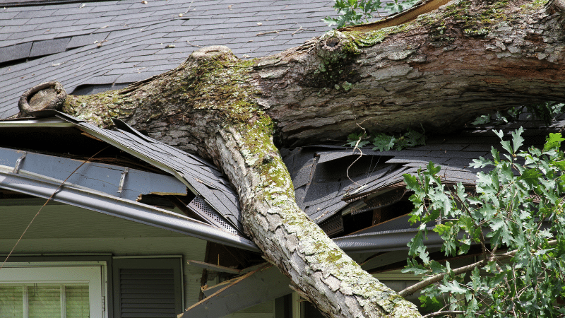 fallen tree landing in roof