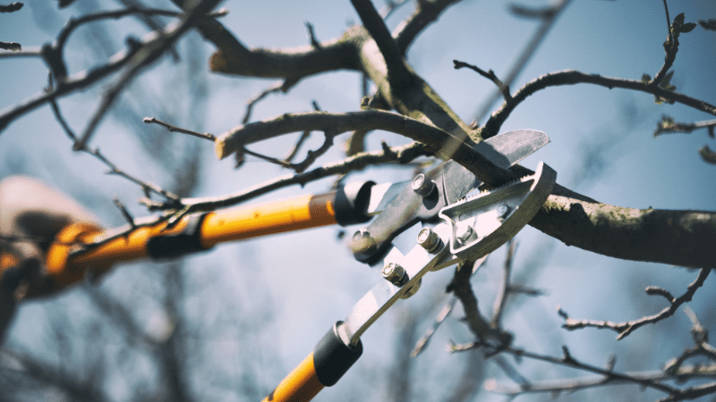 pruning a branch in winter