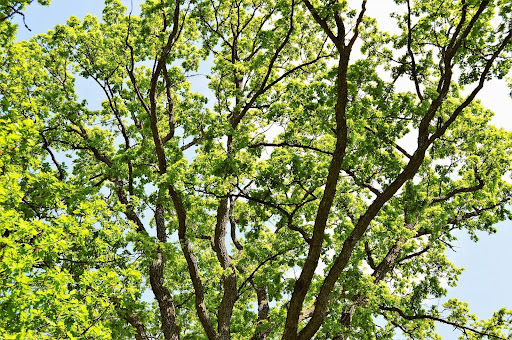 combatting tree diseases in Argyle