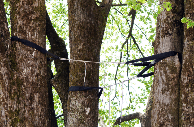 tree cabling and bracing dallas tx