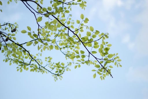 Healthy tree branch with green leaves against a blue sky, showcasing expert maintenance from a professional tree company in Southlake for thriving landscapes.