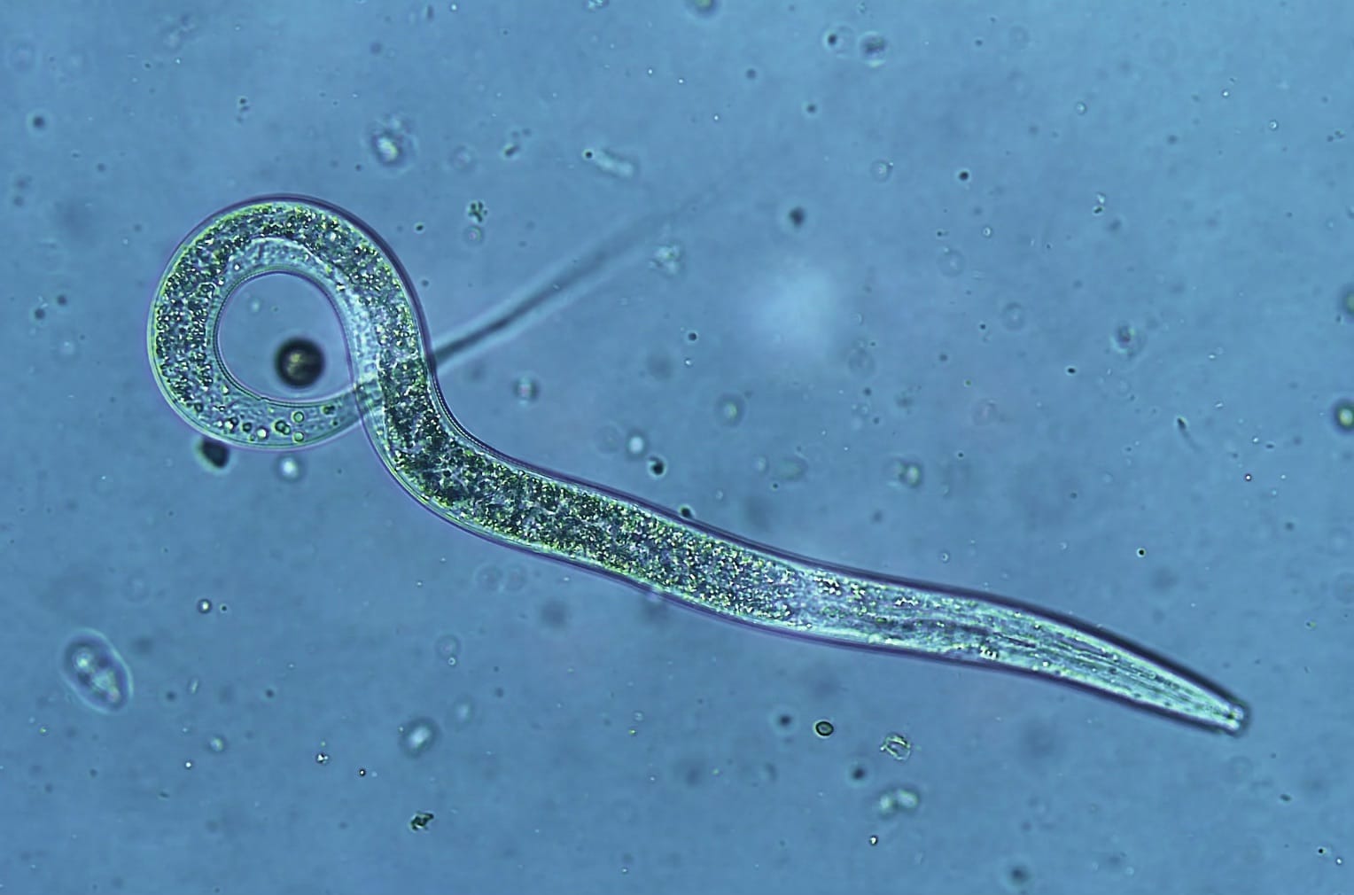 10 pro tips on how to get rid of grubs 2