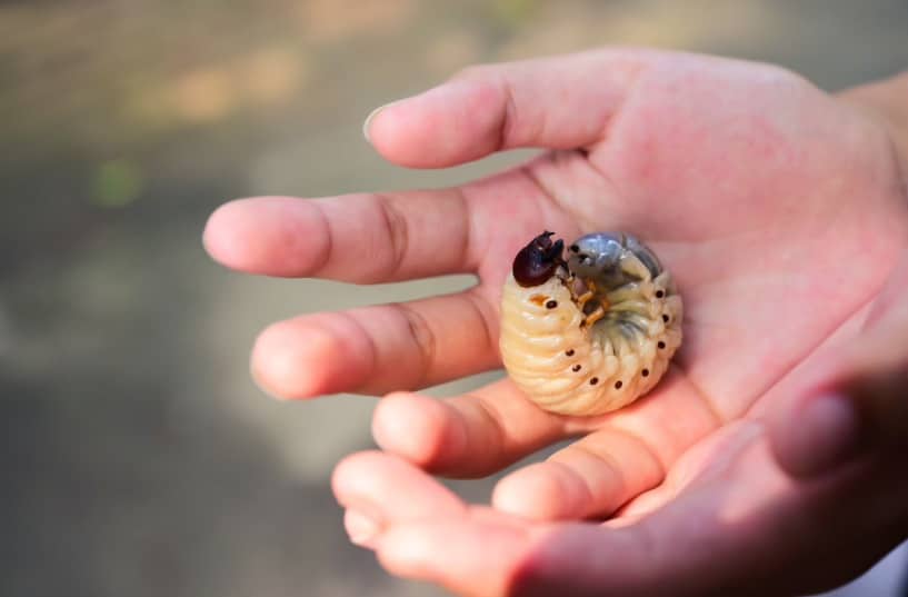 10 pro tips on how to get rid of grubs 4