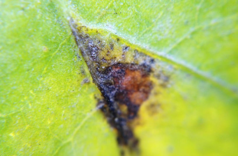 how to tell if a tree is diseased 2
