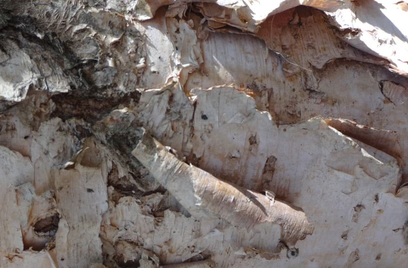 how to tell if a tree is diseased 3