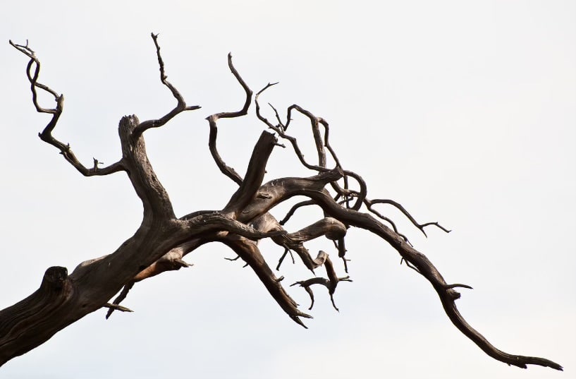 how to tell if a tree is diseased 4