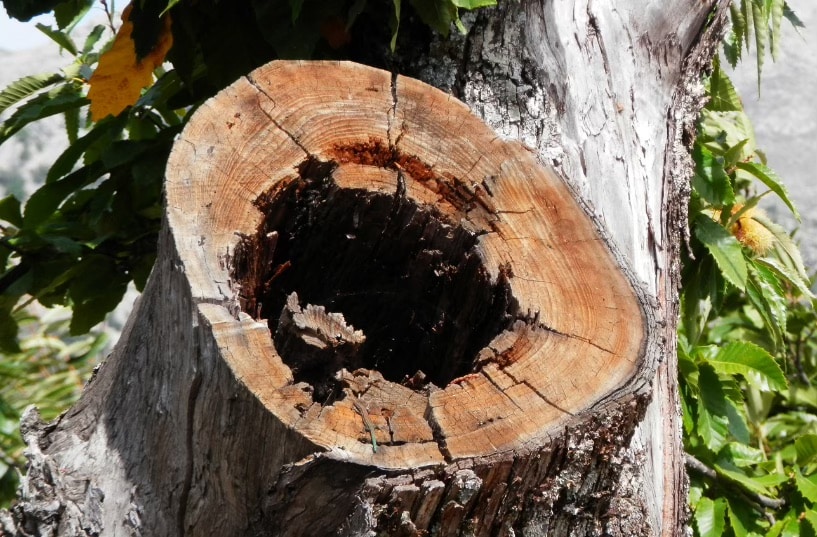 how to tell if a tree is diseased 5