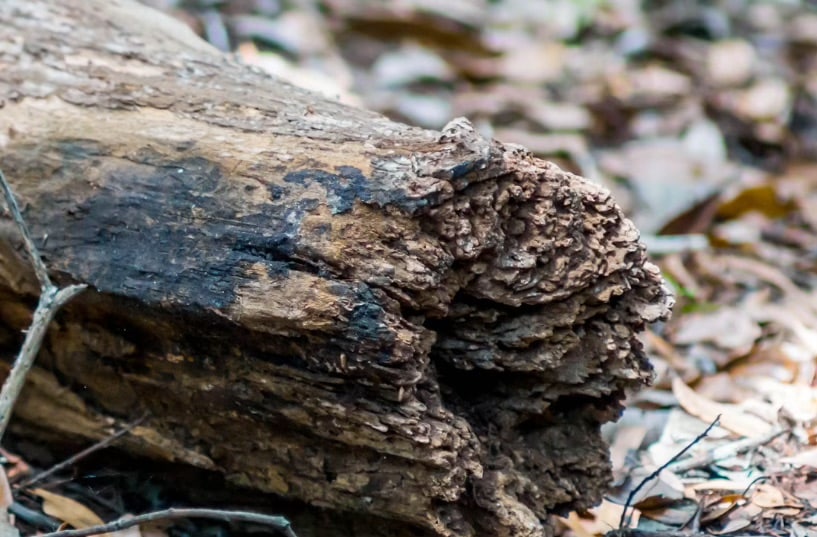 how to tell if a tree is diseased 6
