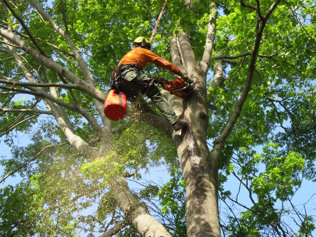 Protect Your Landscape with Proper Mulching
