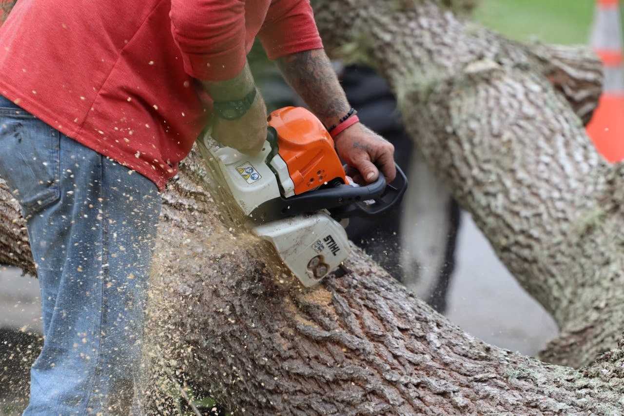 DIY vs. Professional Root Collar Excavation: What to Consider