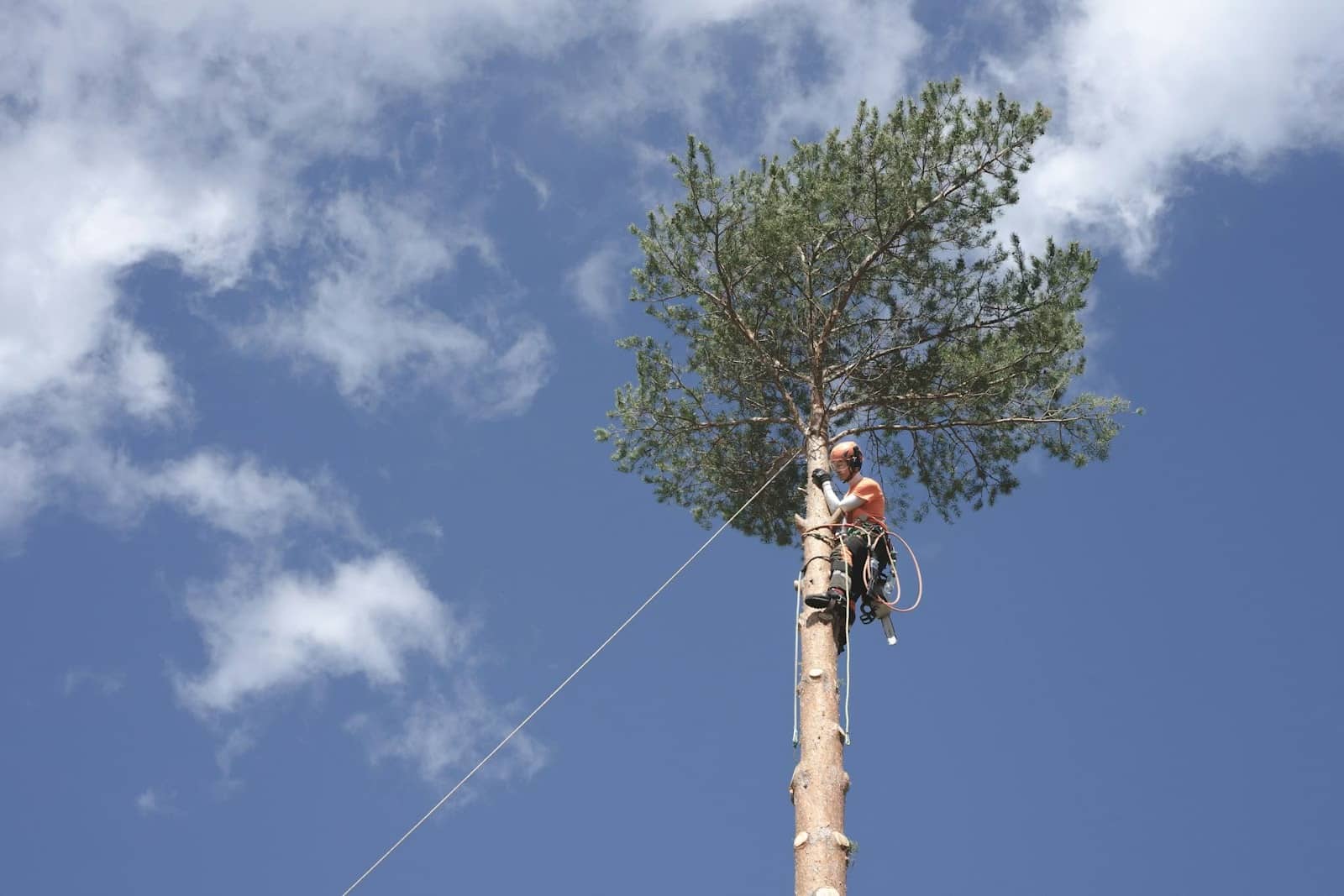 Ready to give your oak trees the expert care they need?