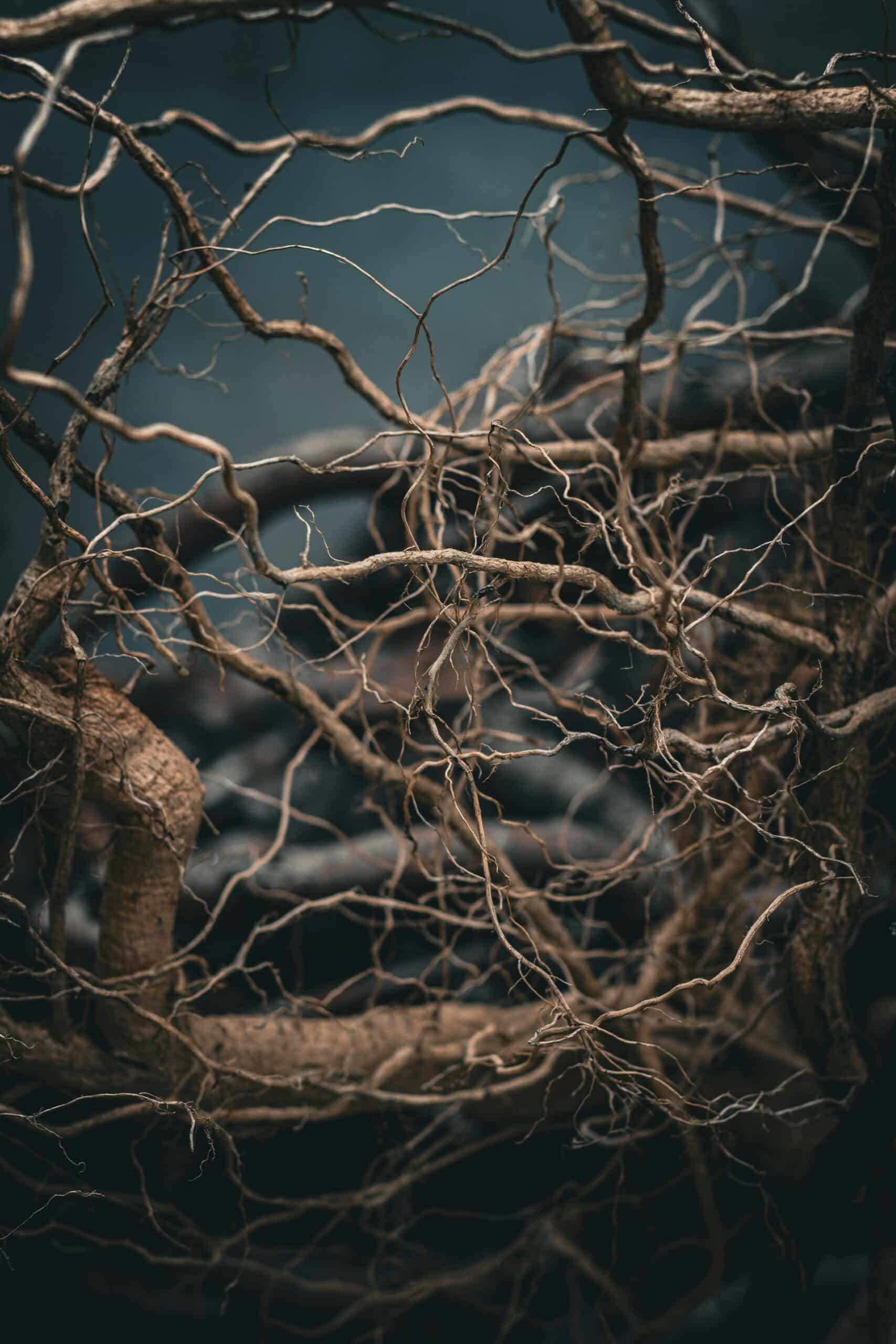 Detailed image of exposed tree roots supporting TreeNewal’s message about the importance of root health, soil management, and arborist care for long-term tree stability and growth.