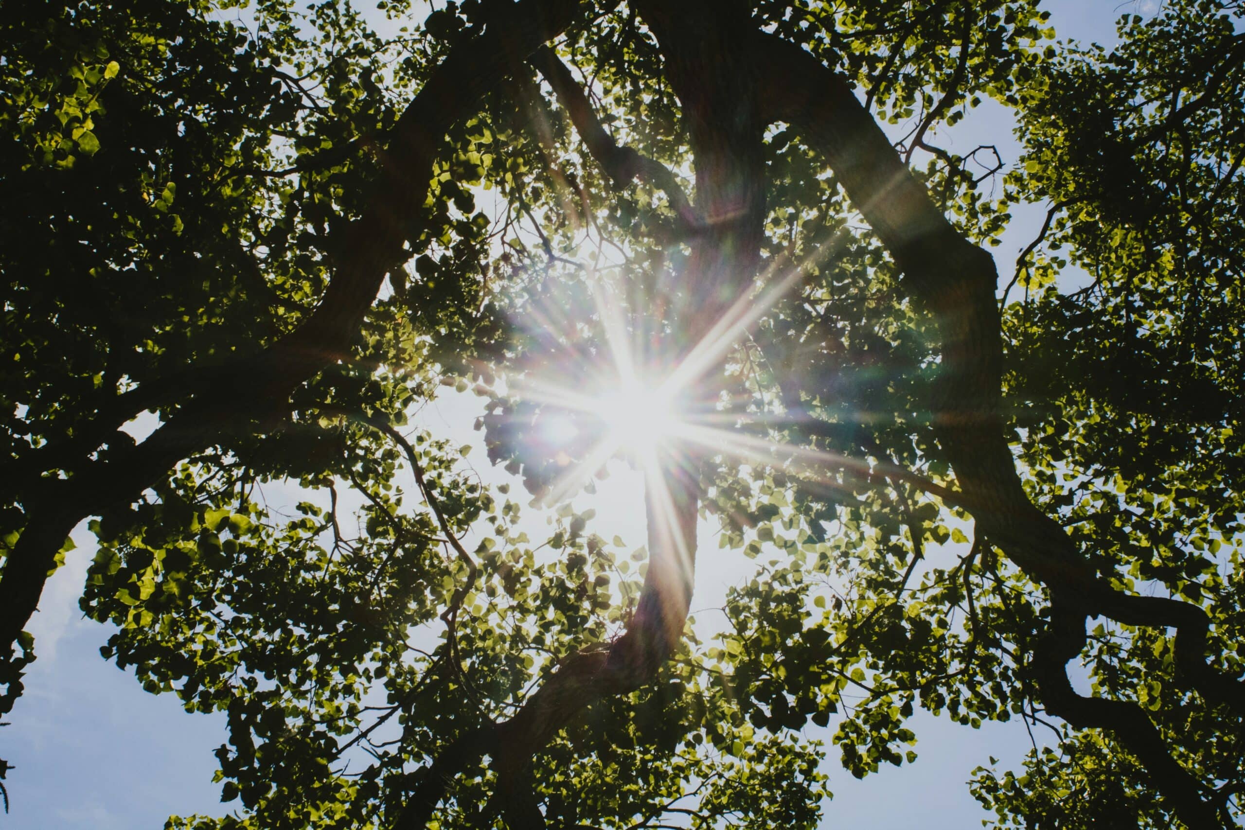 Sunlight filtering through tree canopy on a hot August day, highlighting heat stress conditions.