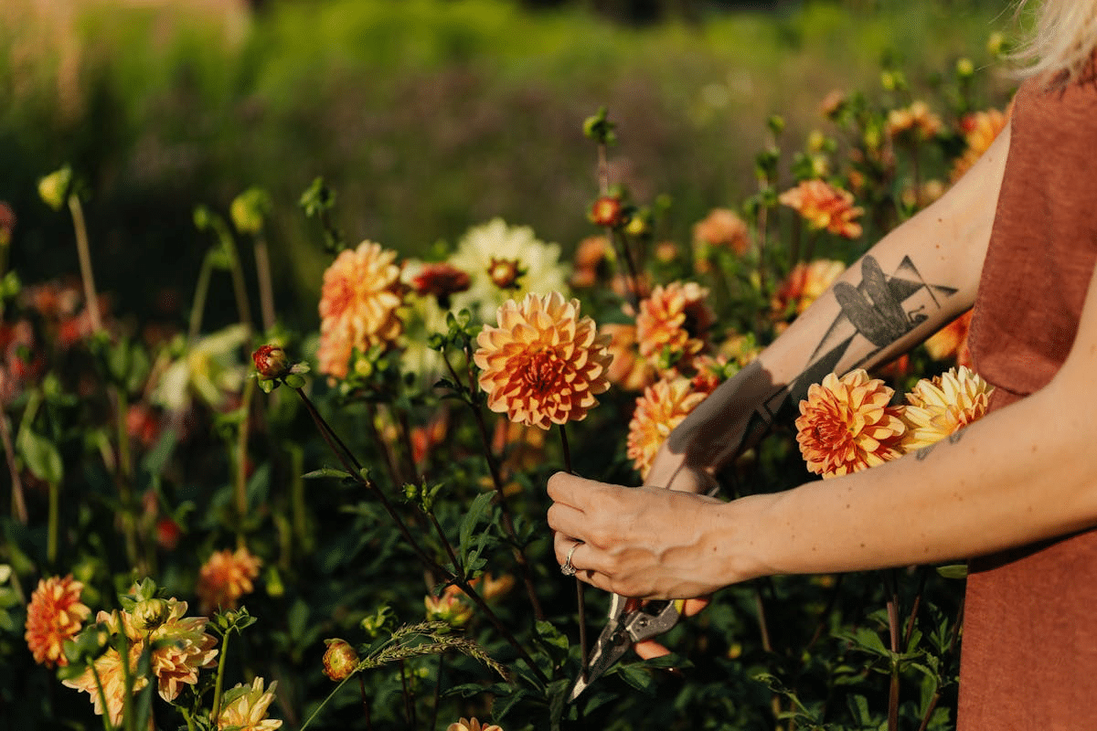 Pruning Practices That Affect Growth