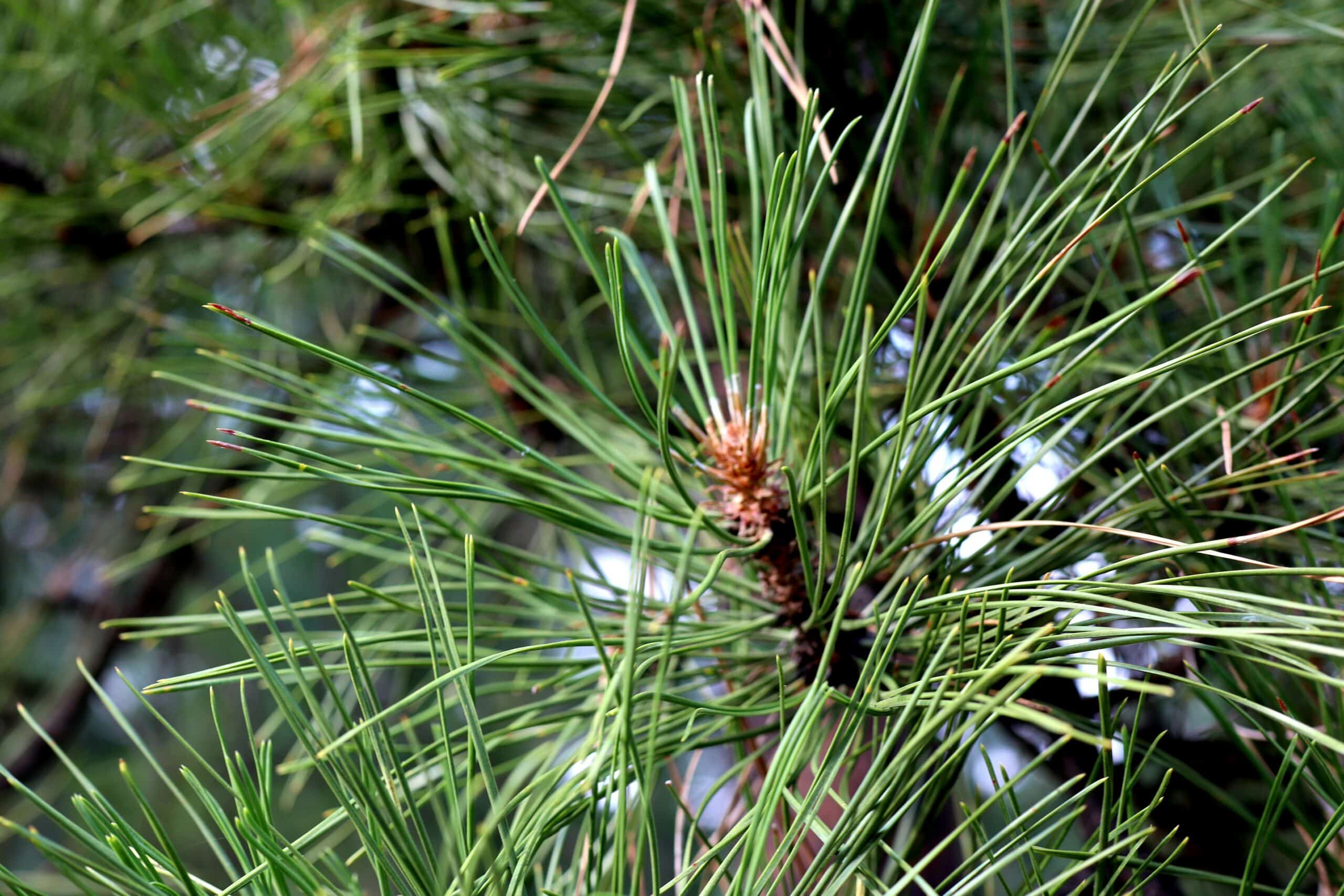 Close-up of pine tree needles showing early signs of pest infestation, common in August.