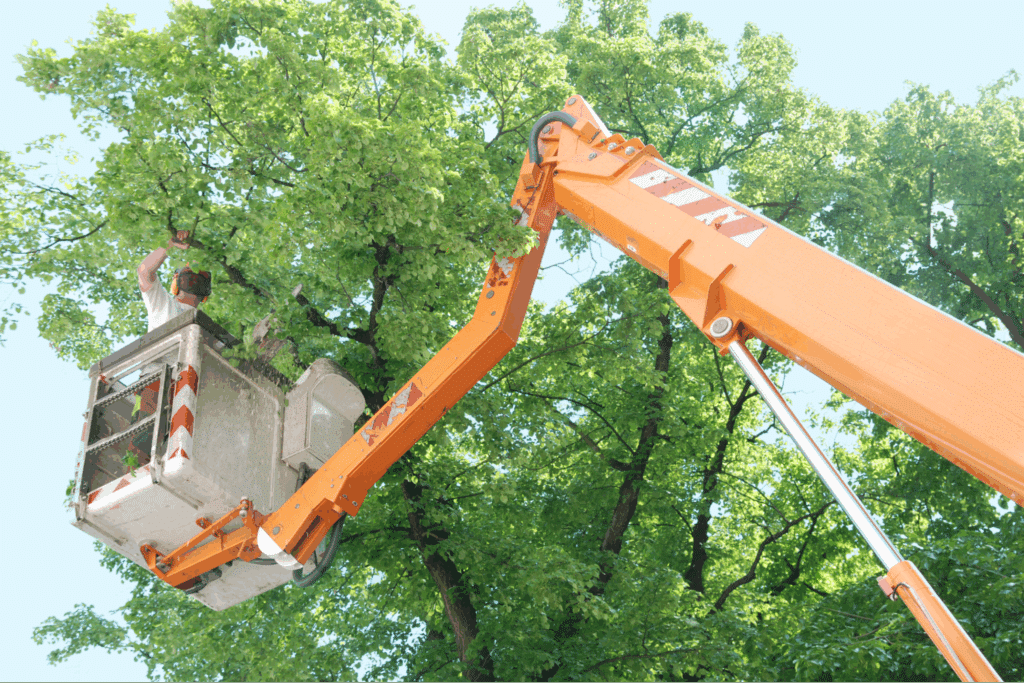 When is the Best Time to Trim Trees in Texas? | TreeNewal