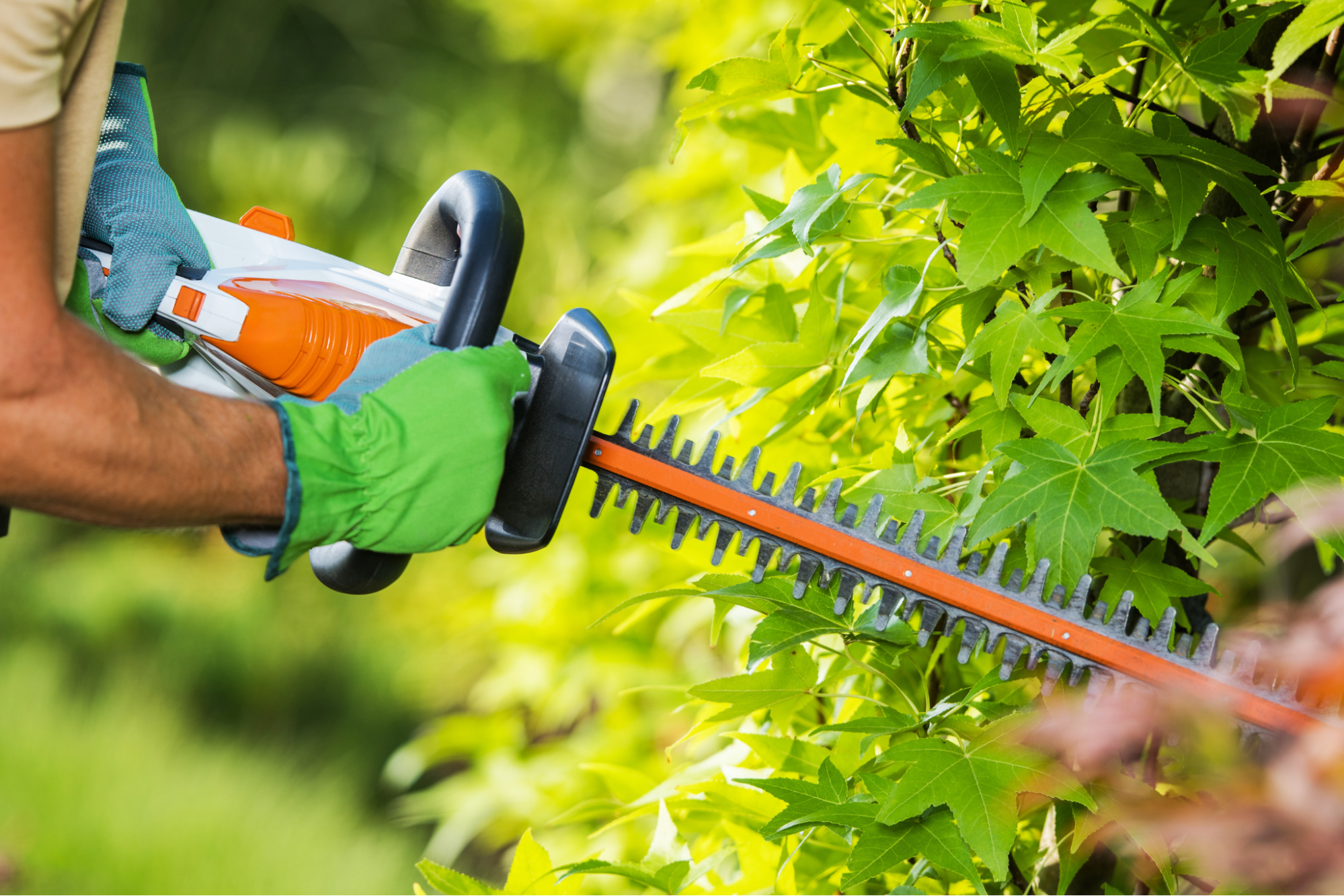 Man trimming tree close up