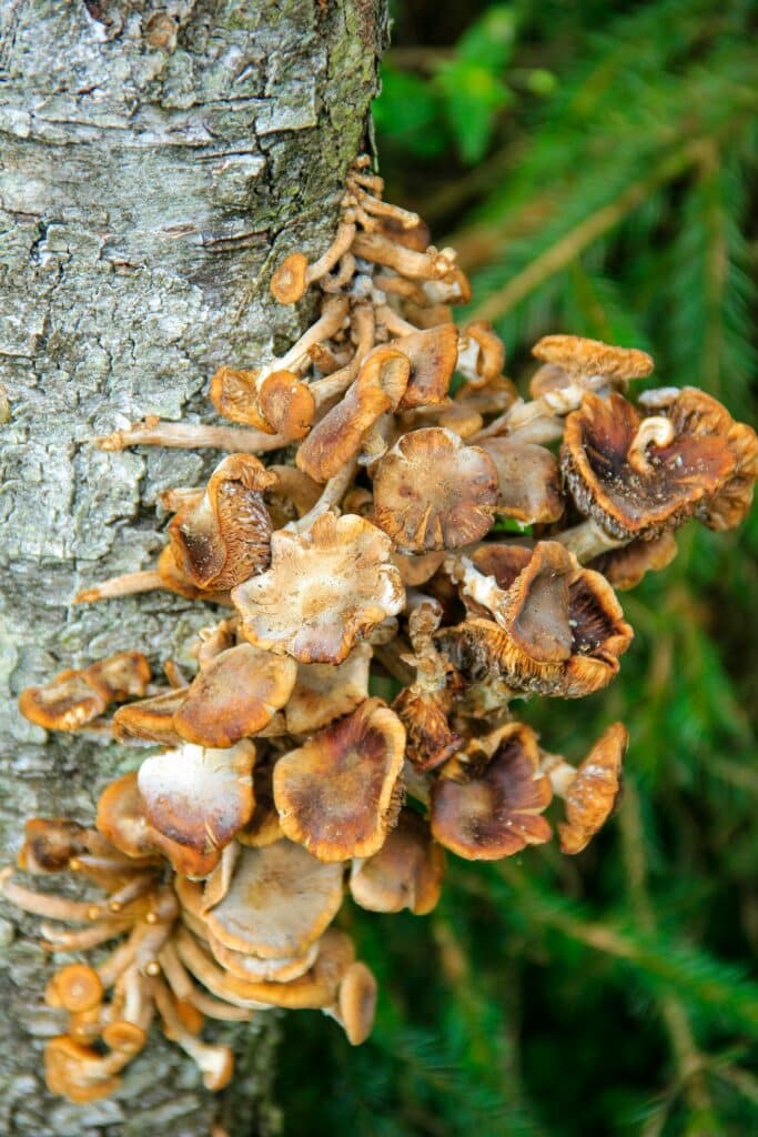 amit lahav jeydW0RDbFU unsplash Brown shelf mushrooms growing on a tree trunk indicating potential fungal disease and internal wood decay