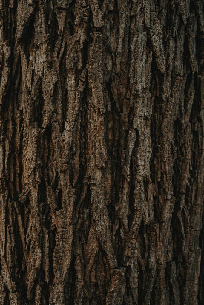 clay banks 4u629vFD3vI unsplash Close-up of tree bark texture where winter pests overwinter in crevices and cracks