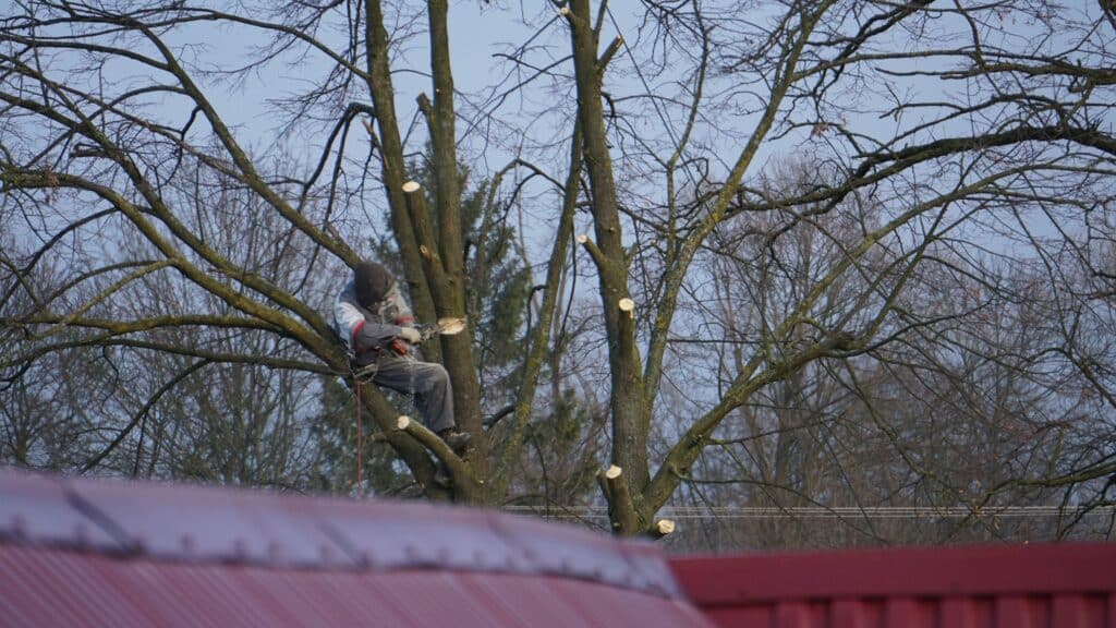 dmytro glazunov KBiETehYWdU unsplash A person pruning branches of a large deciduous tree during late winter dormant season