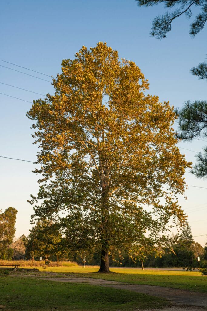 mackenzie criswell 6 dzoYEMn5k unsplash A large mature oak tree with spreading canopy standing in a park landscape