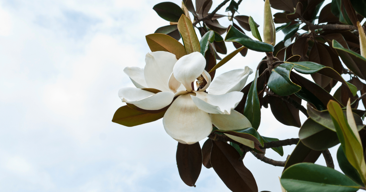 how to trim a magnolia tree how to trim a magnolia tree properly