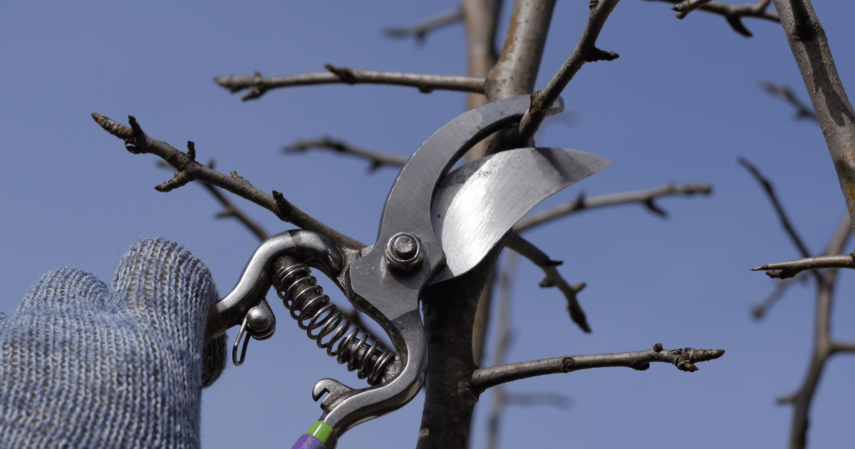 Pecan Tree Care pruning a Pecan Tree Care