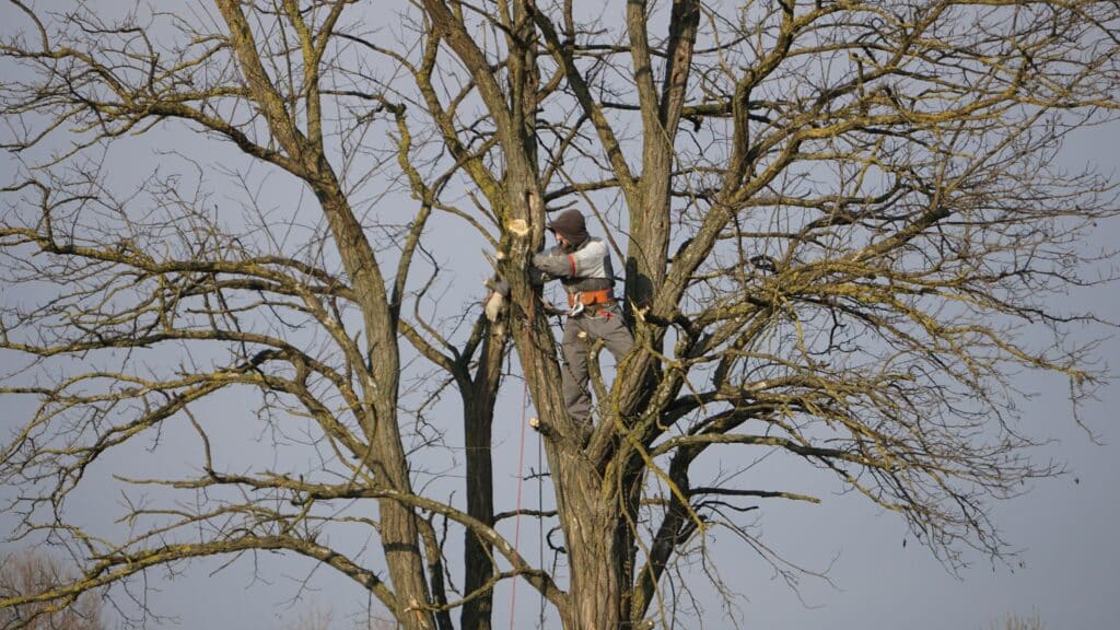 dmytro glazunov oqYrgDrs9Xk unsplash Professional arborist wearing a safety harness while pruning a large tree with hand tools against a clear sky
