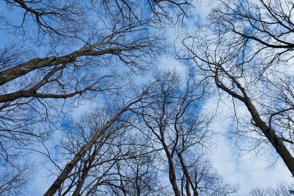 eric prouzet FKofLtDZjXk unsplash Bare winter trees with leafless branches silhouetted against a clear sky, showing the exposed tree structure ideal for dormant season trimming