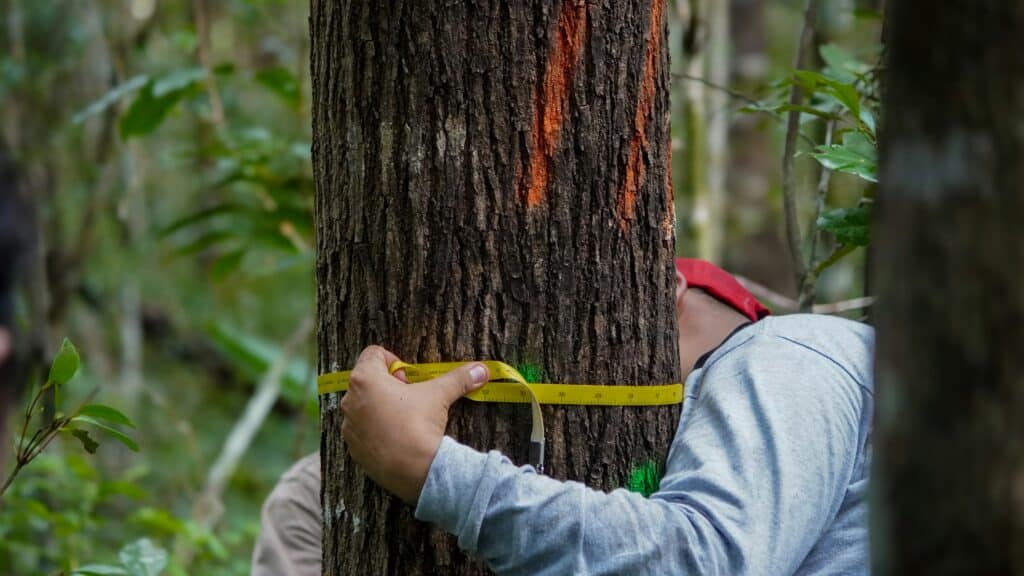 guille b crYjE3LYAh0 unsplash An arborist measuring a tree trunk with a tape measure during a professional tree health inspection
