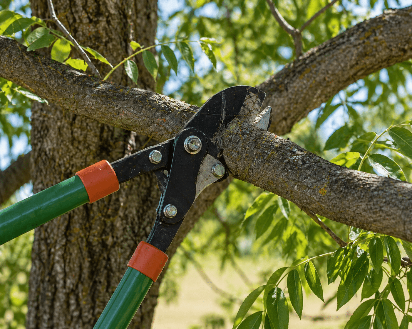 Close-up of pruning loppers cutting a pecan tree branch during routine canopy maintenance.