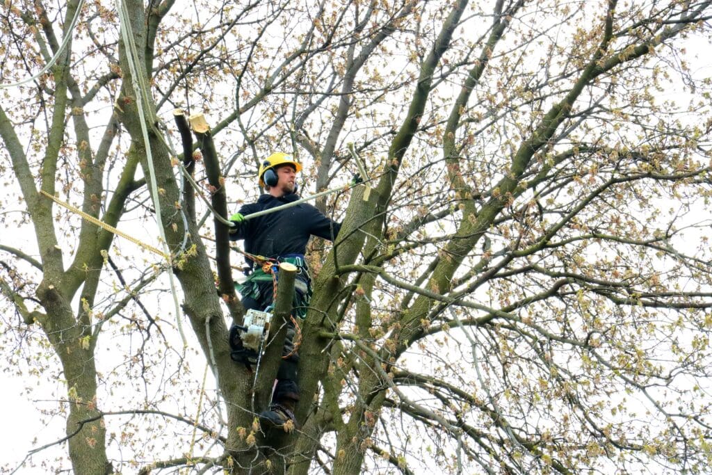 richard burlton 2D7ywn iBv0 unsplash ISA Certified Arborist with safety harness and chainsaw climbing a tree for professional tree care